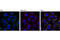Phosphoenolpyruvate Carboxykinase 2, Mitochondrial antibody, 6924S, Cell Signaling Technology, Immunocytochemistry image 