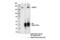 Fanconi anemia group D2 protein antibody, 16323S, Cell Signaling Technology, Immunoprecipitation image 