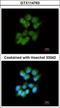 Src Like Adaptor antibody, GTX114763, GeneTex, Immunocytochemistry image 