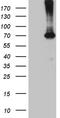 Glucose 1,6-bisphosphate synthase antibody, CF812135, Origene, Western Blot image 