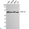 Heat Shock Protein Family A (Hsp70) Member 5 antibody, LS-C812999, Lifespan Biosciences, Western Blot image 