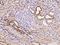 Ras-related protein Rab-7a antibody, 200442-T10, Sino Biological, Immunohistochemistry frozen image 
