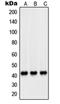 Peroxisomal Biogenesis Factor 14 antibody, orb214381, Biorbyt, Western Blot image 