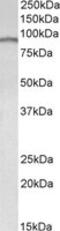 E2F Transcription Factor 7 antibody, MBS421854, MyBioSource, Western Blot image 