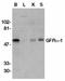 GDNF family receptor alpha-1 antibody, SP1086P, Origene, Western Blot image 