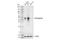 Zinc finger protein DPF3 antibody, 82788S, Cell Signaling Technology, Western Blot image 
