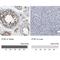 Intraflagellar Transport 81 antibody, NBP1-84557, Novus Biologicals, Immunohistochemistry paraffin image 