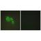 Docking Protein 6 antibody, A13411, Boster Biological Technology, Immunohistochemistry frozen image 