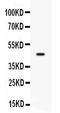 CD33 Molecule antibody, RP1105, Boster Biological Technology, Western Blot image 