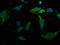 Rhomboid domain-containing protein 3 antibody, CSB-PA27742A0Rb, Cusabio, Immunofluorescence image 
