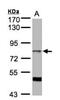A-Kinase Anchoring Protein 17A antibody, NBP1-32138, Novus Biologicals, Western Blot image 