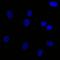A-Raf Proto-Oncogene, Serine/Threonine Kinase antibody, orb5910, Biorbyt, Immunofluorescence image 