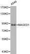 MAGE Family Member D1 antibody, LS-C192365, Lifespan Biosciences, Western Blot image 