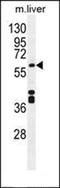 Platelet And Endothelial Cell Adhesion Molecule 1 antibody, orb221348, Biorbyt, Western Blot image 