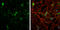5-Hydroxytryptamine Receptor 1A antibody, GTX104703, GeneTex, Immunofluorescence image 
