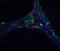 Deoxyribonuclease-2-alpha antibody, A08512, Boster Biological Technology, Immunofluorescence image 