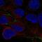 Cingulin Like 1 antibody, HPA069214, Atlas Antibodies, Immunocytochemistry image 