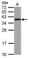 Heterogeneous Nuclear Ribonucleoprotein A2/B1 antibody, PA5-30960, Invitrogen Antibodies, Western Blot image 