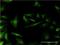 RP2 Activator Of ARL3 GTPase antibody, H00006102-M01, Novus Biologicals, Immunofluorescence image 