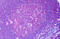 Rap Guanine Nucleotide Exchange Factor 6 antibody, MBS245856, MyBioSource, Immunohistochemistry frozen image 