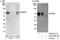 BRCA1 Associated Protein antibody, A302-682A, Bethyl Labs, Immunoprecipitation image 