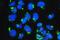 Golgin A2 antibody, A05865-1, Boster Biological Technology, Immunofluorescence image 