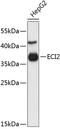 Enoyl-CoA Delta Isomerase 2 antibody, 23-855, ProSci, Western Blot image 