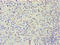 DNA-binding protein inhibitor ID-2 antibody, A54860-100, Epigentek, Immunohistochemistry paraffin image 