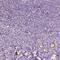 Zona pellucida sperm-binding protein 4 antibody, PA5-52577, Invitrogen Antibodies, Immunohistochemistry frozen image 