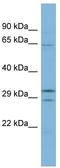 Family With Sequence Similarity 131 Member C antibody, TA333388, Origene, Western Blot image 