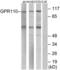 Probable G-protein coupled receptor 110 antibody, LS-C120605, Lifespan Biosciences, Western Blot image 