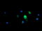 Mitochondrial Ribosomal Protein S34 antibody, LS-C174235, Lifespan Biosciences, Immunofluorescence image 