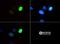 Histone Cluster 2 H3 Family Member D antibody, NB21-1037, Novus Biologicals, Immunocytochemistry image 