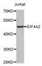 Eukaryotic Translation Initiation Factor 4A2 antibody, abx002796, Abbexa, Western Blot image 