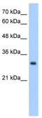Neural Proliferation, Differentiation And Control 1 antibody, TA341974, Origene, Western Blot image 