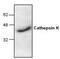 Cathepsin K antibody, NBP1-45460, Novus Biologicals, Western Blot image 