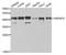 Heterogeneous Nuclear Ribonucleoprotein D antibody, LS-C331713, Lifespan Biosciences, Western Blot image 