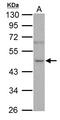 NOVA Alternative Splicing Regulator 1 antibody, LS-B12455, Lifespan Biosciences, Western Blot image 