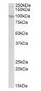NLR Family Pyrin Domain Containing 12 antibody, orb153639, Biorbyt, Western Blot image 