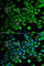 Dimethylarginine Dimethylaminohydrolase 2 antibody, A6457, ABclonal Technology, Immunofluorescence image 