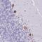 Chromosome 20 Open Reading Frame 96 antibody, NBP2-14649, Novus Biologicals, Immunohistochemistry frozen image 