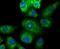 PYD And CARD Domain Containing antibody, NBP2-67697, Novus Biologicals, Immunofluorescence image 