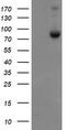 SKI Like Proto-Oncogene antibody, CF800171, Origene, Western Blot image 