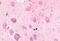 Adrenoceptor Alpha 2C antibody, MBS242711, MyBioSource, Immunohistochemistry frozen image 