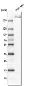 Collagen Type VI Alpha 3 Chain antibody, PA5-52689, Invitrogen Antibodies, Western Blot image 