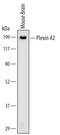 Plexin A2 antibody, MAB5486, R&D Systems, Western Blot image 