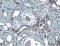 Intercellular adhesion molecule 2 antibody, AF774, R&D Systems, Immunohistochemistry frozen image 