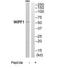 WAS/WASL Interacting Protein Family Member 1 antibody, TA312103, Origene, Western Blot image 