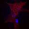 Thy-1 Cell Surface Antigen antibody, AF2067, R&D Systems, Immunofluorescence image 
