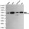 Switch-associated protein 70 antibody, GTX49244, GeneTex, Western Blot image 